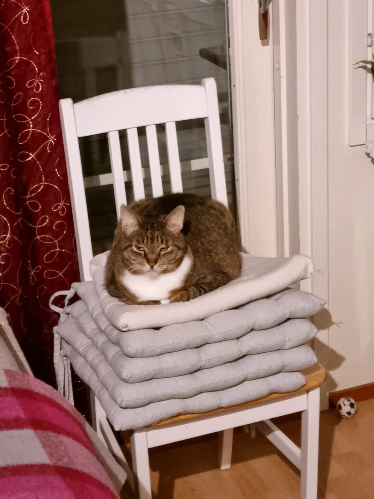 GIF-tiedoston lisäsi Sauli