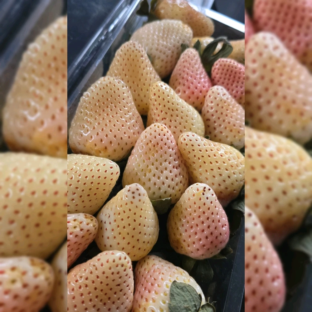 Image uploaded by Tarik