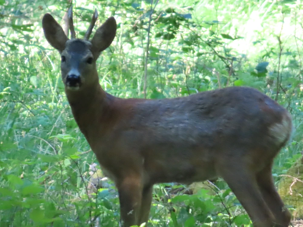 Fotku nahral/-a Peter