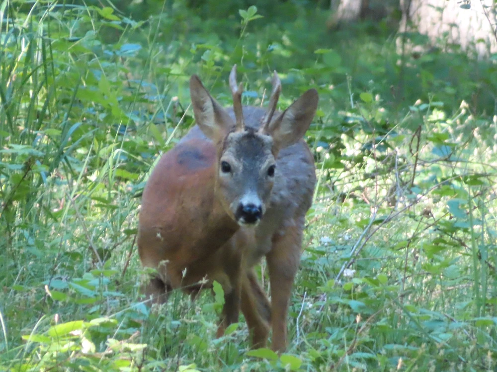 Fotku nahral/-a Peter