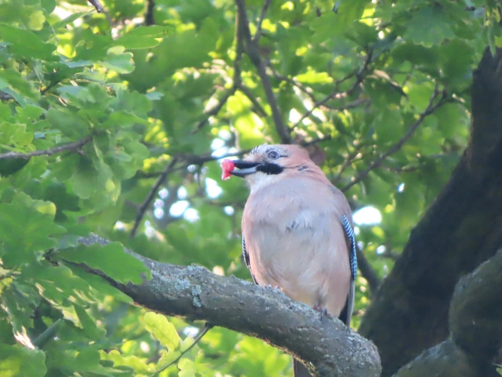 Fotku nahral/-a Peter