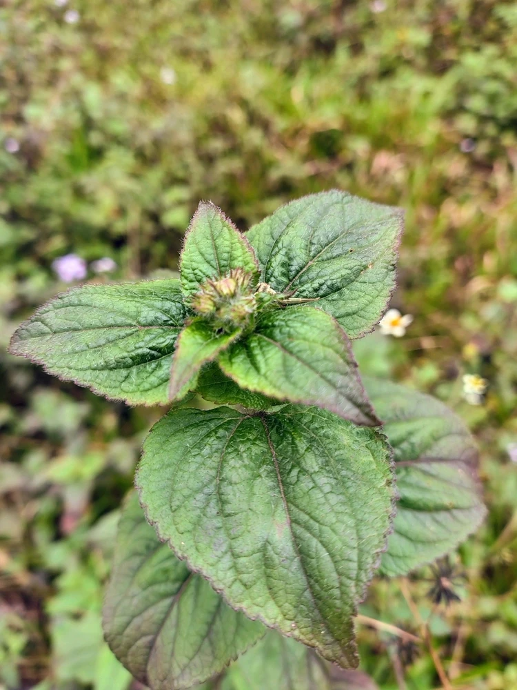 Image uploaded by Praveen