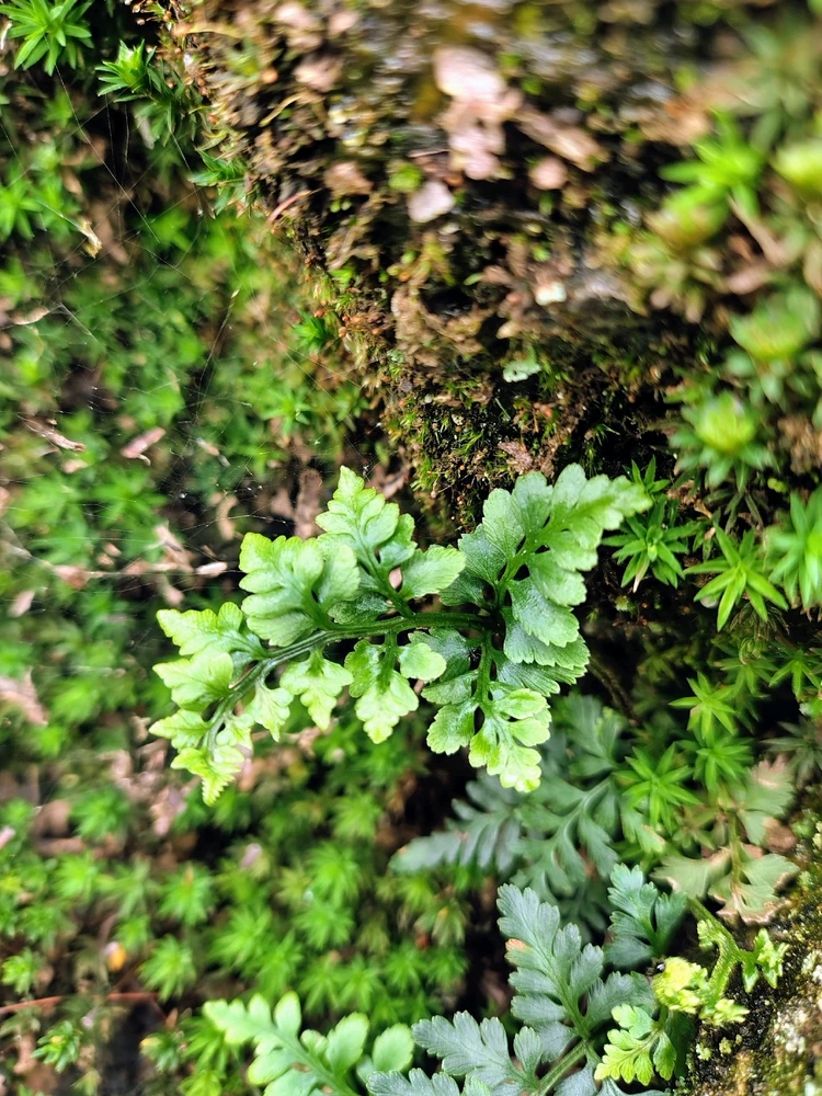 Image uploaded by Praveen