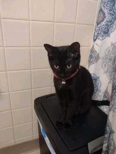 Image uploaded by Ast