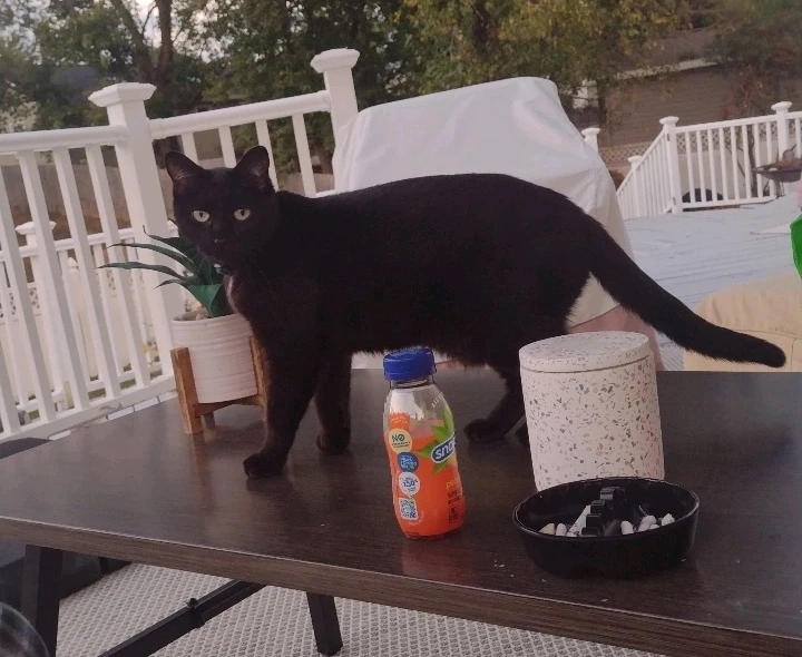 Image uploaded by Ast