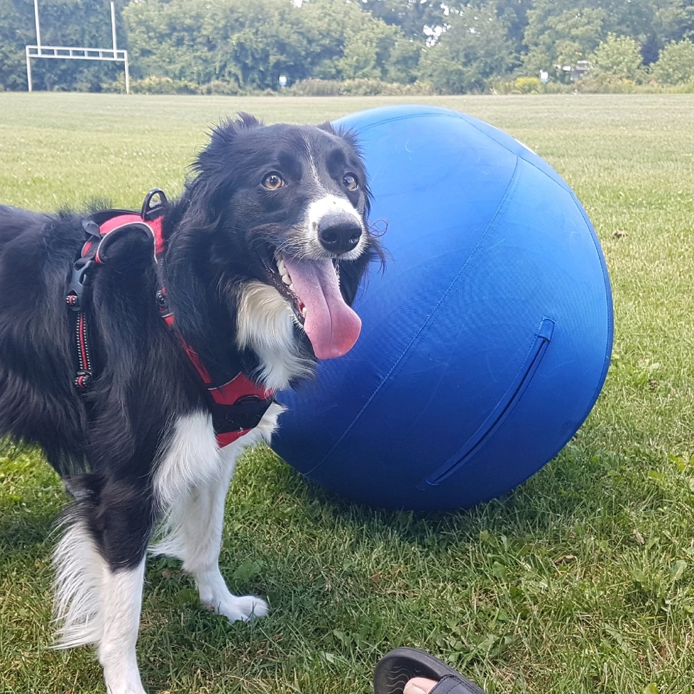 Maggie with her Collie ball.