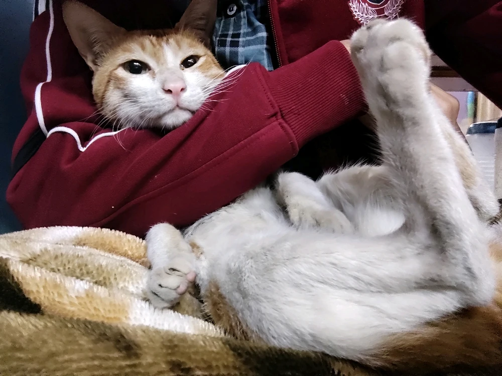 GIF uploaded by Rehan