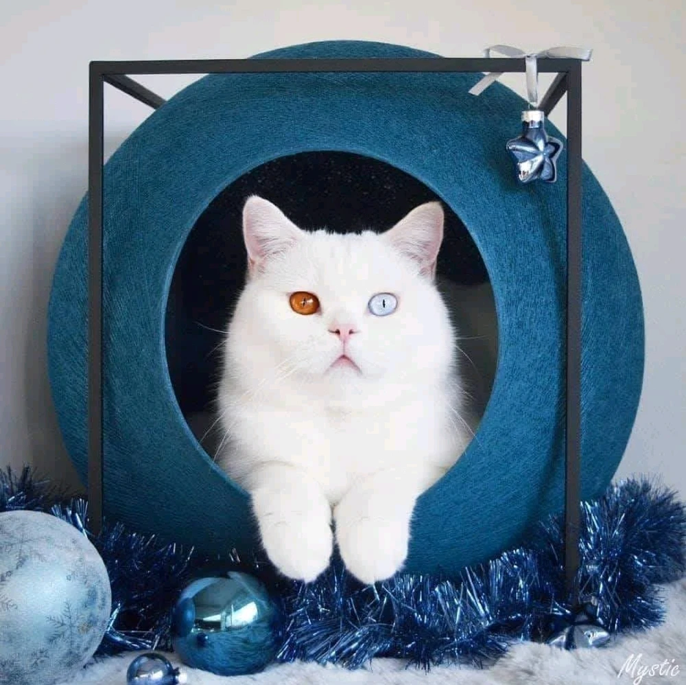 GIF uploaded by Maalaoui Mohamed