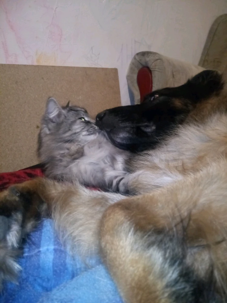 Гіфку завантажив Інна