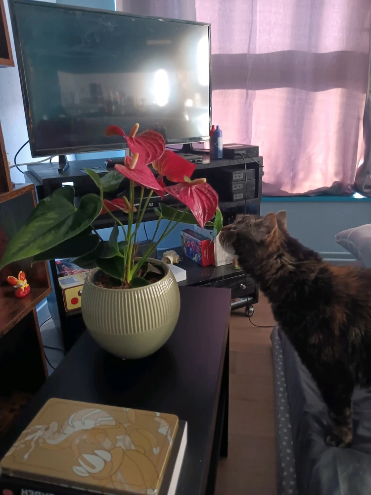 Image ajoutée par Jonathan