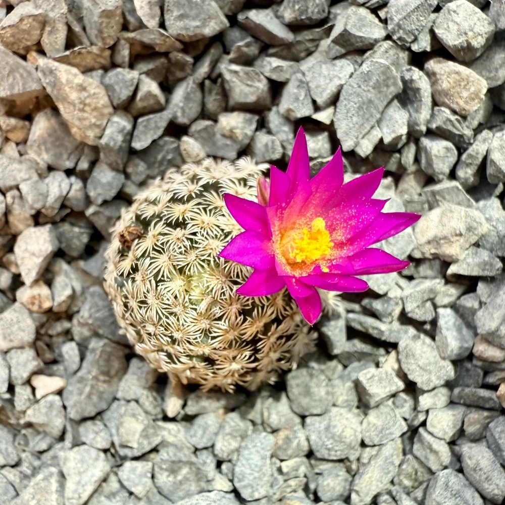 GIF subido por Oscar