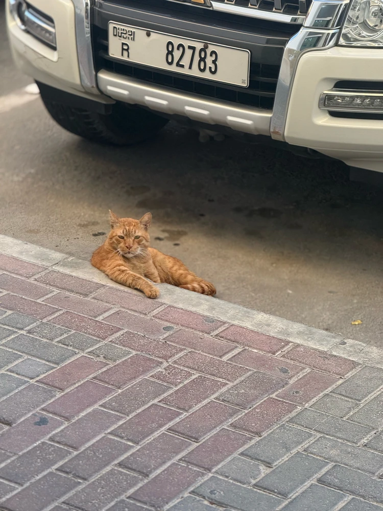 GIF uploaded by Rishy Dev