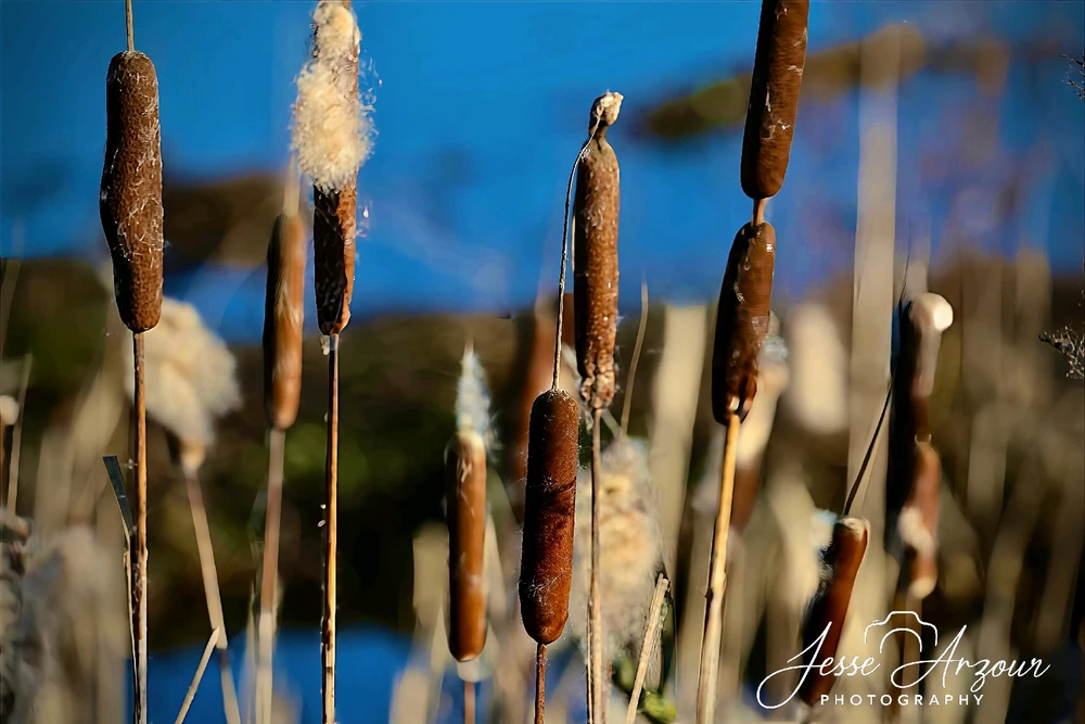 Image uploaded by Jesse