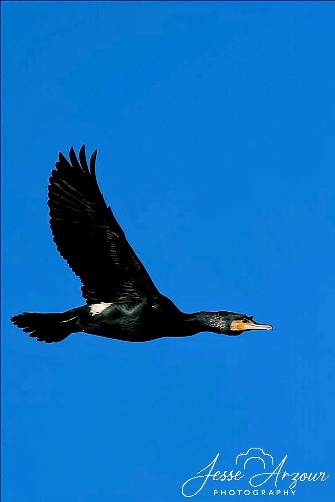 Image uploaded by Jesse