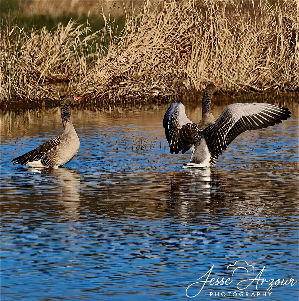 Image uploaded by Jesse