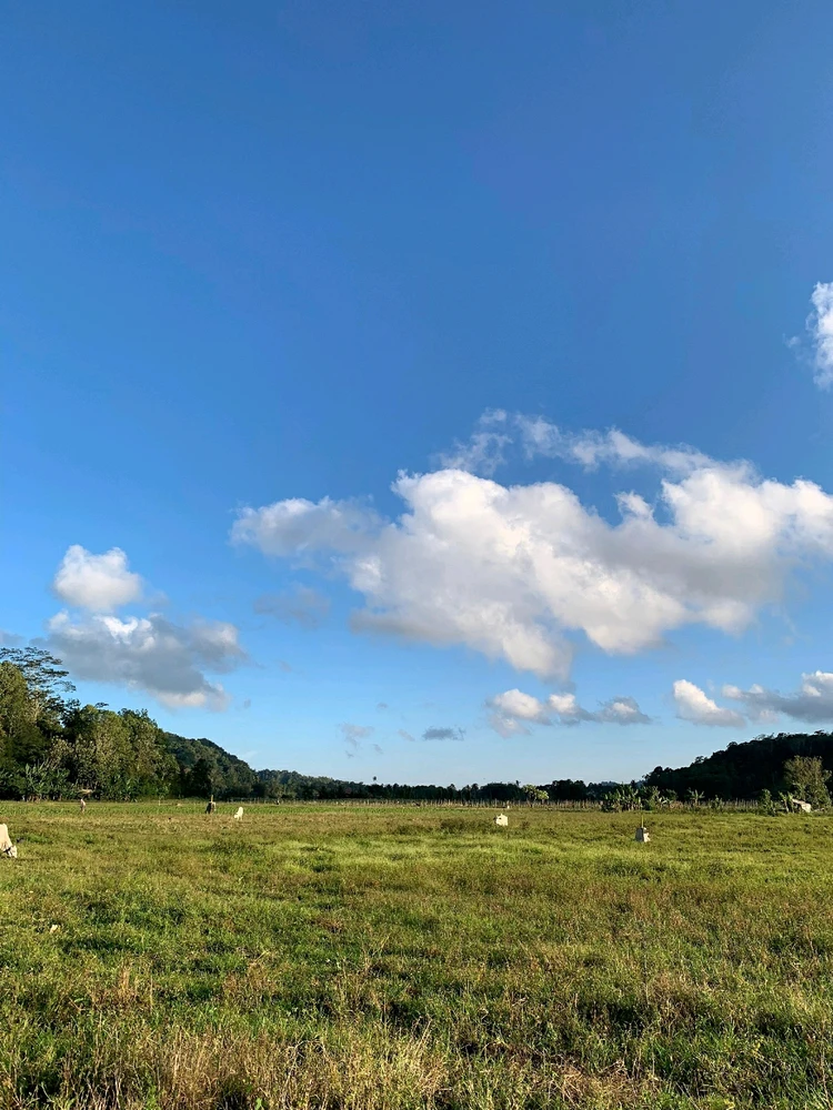 Image uploaded by Mega