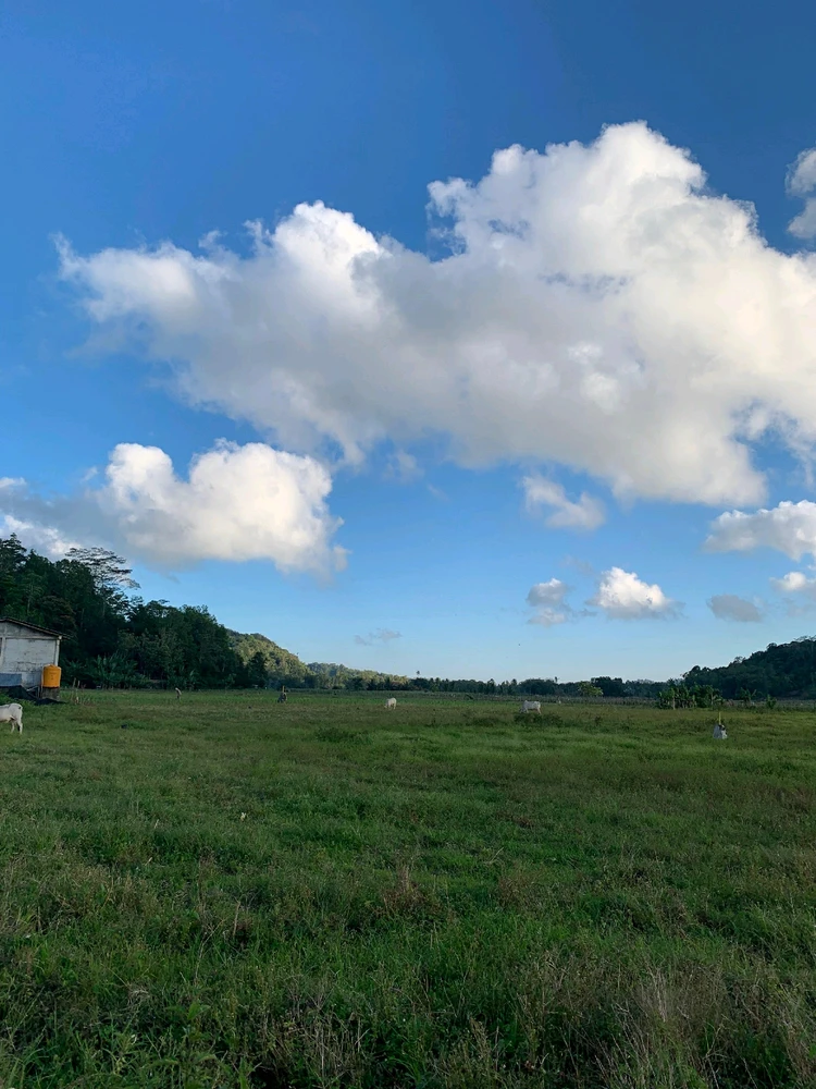 Image uploaded by Mega