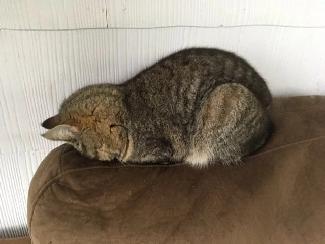 Image uploaded by Kota