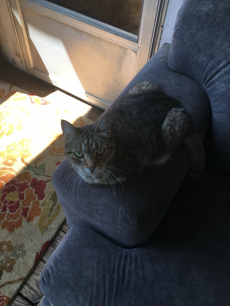 Image uploaded by Kota