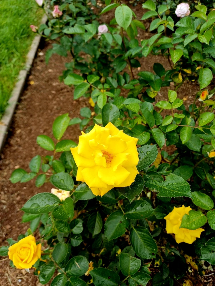 Image uploaded by Thynn