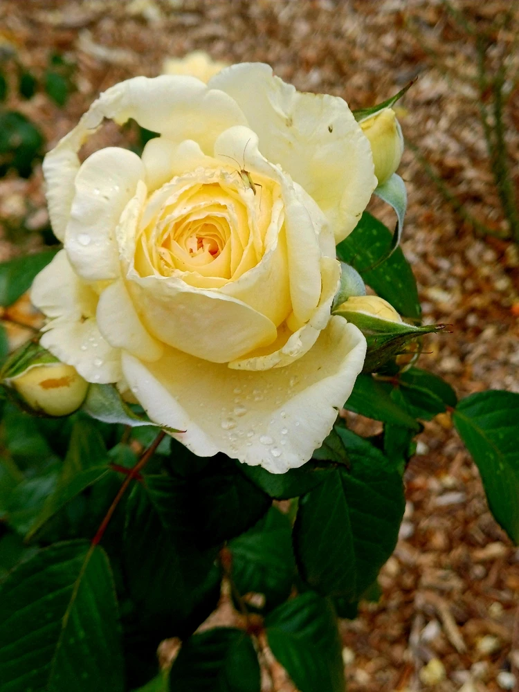 Image uploaded by Thynn