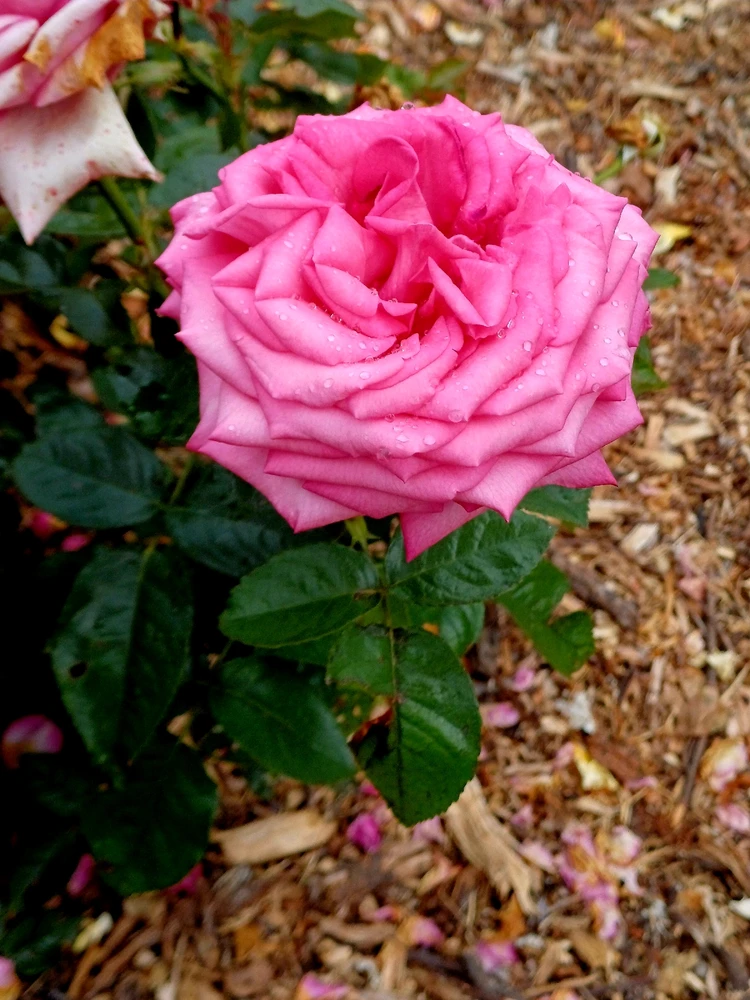 Image uploaded by Thynn