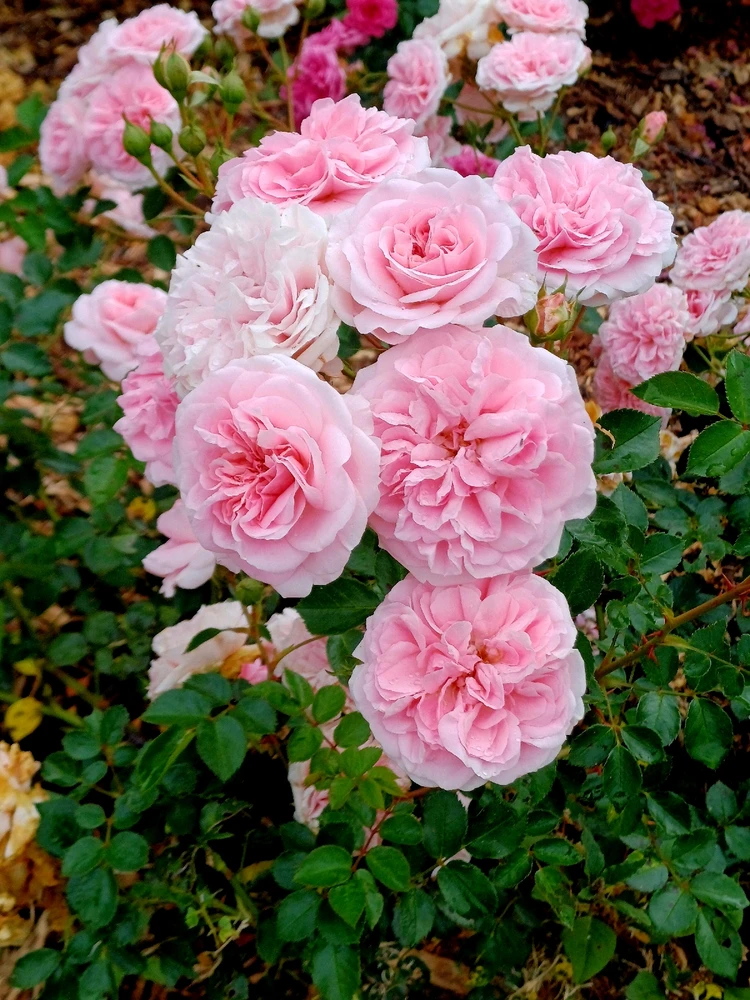 Image uploaded by Thynn