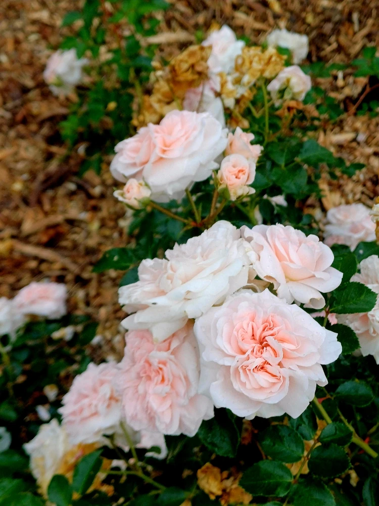 Image uploaded by Thynn