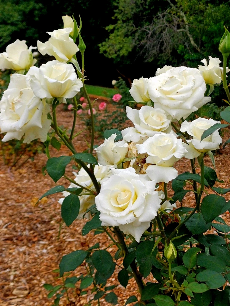 Image uploaded by Thynn