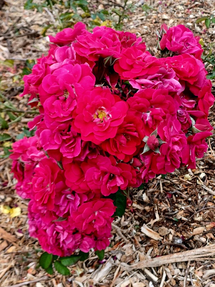 Image uploaded by Thynn