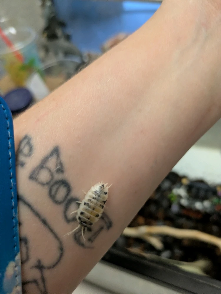 GIF uploaded by Lucid