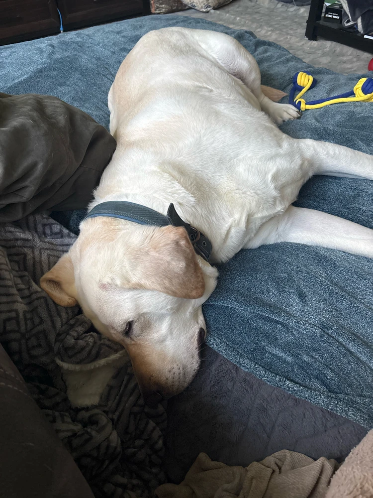 GIF uploaded by Cody