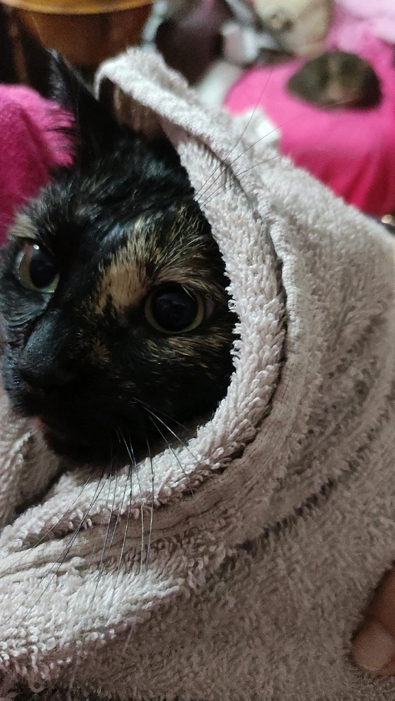 Gambar diunggah dening Nathalie