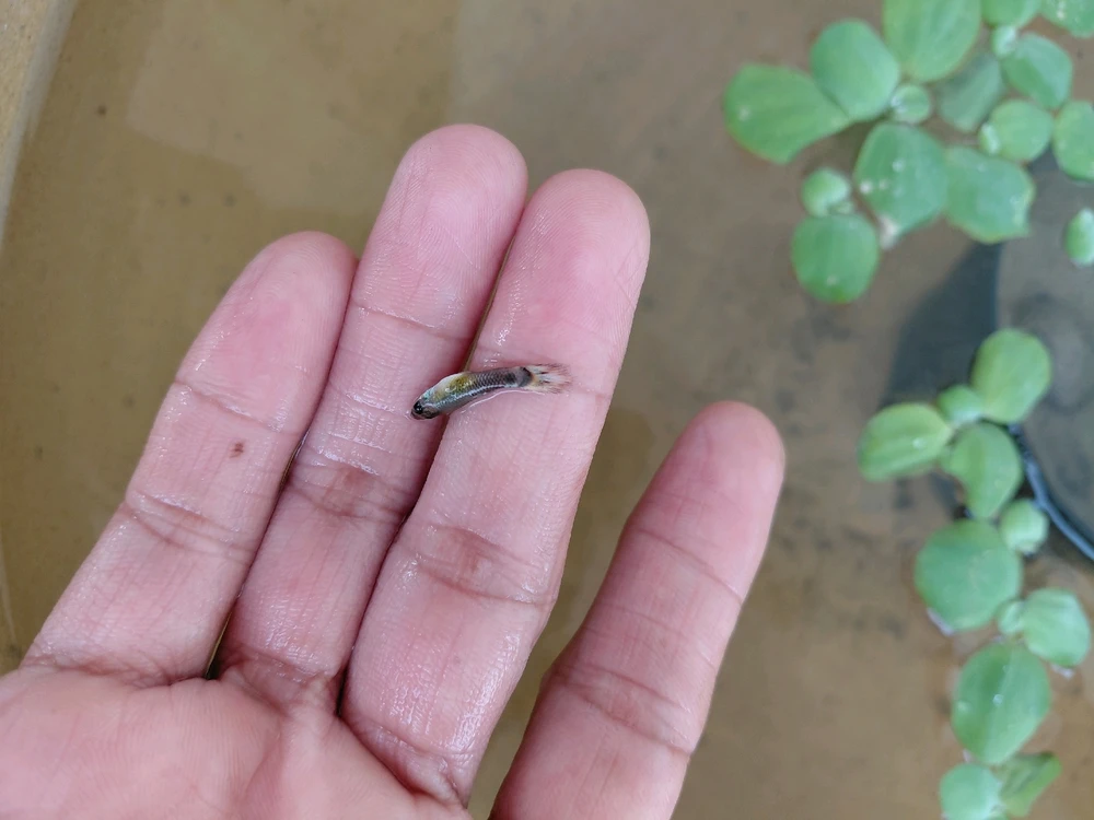 GIF uploaded by Normz