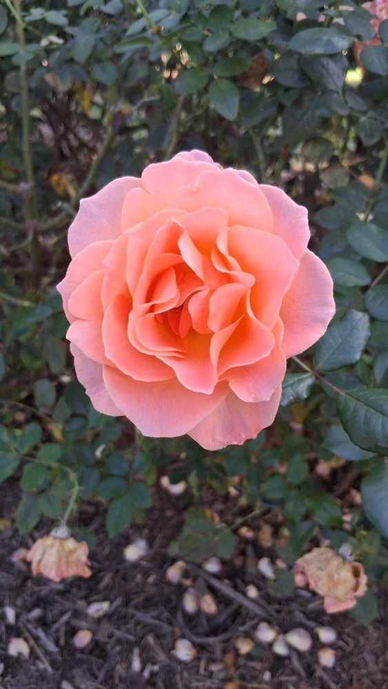 GIF uploaded by Crissy