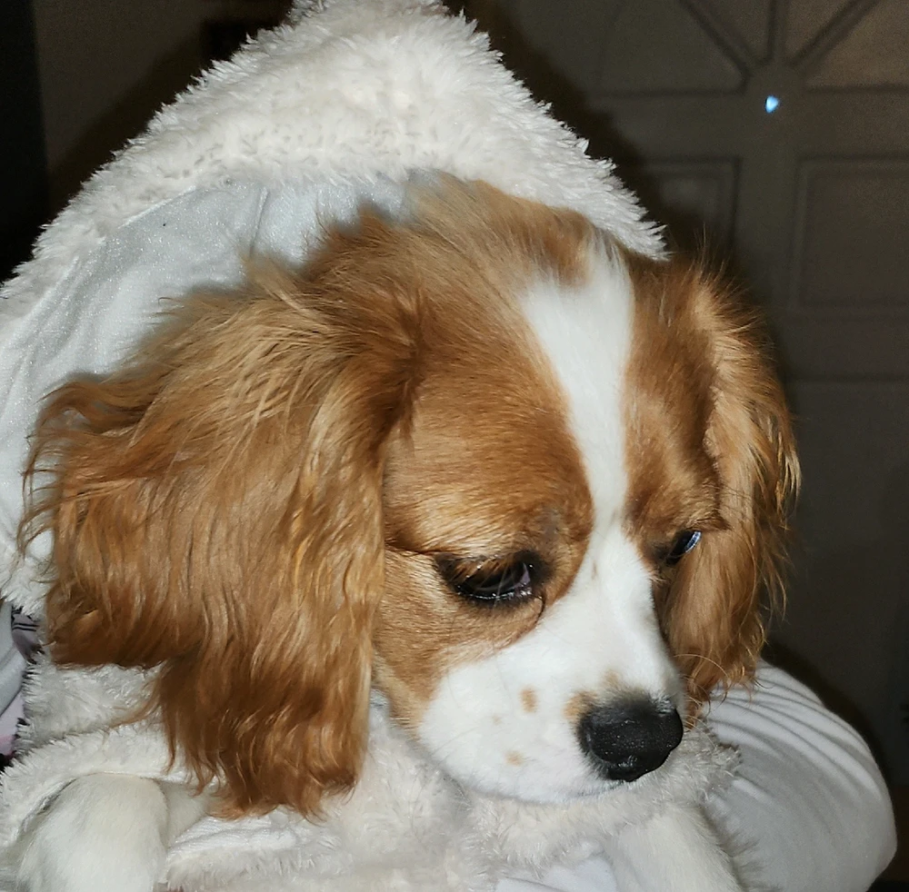 Image uploaded by Dali