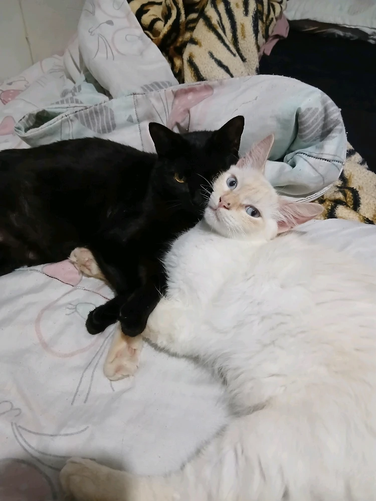 GIF enviado por Miguel Ângelo