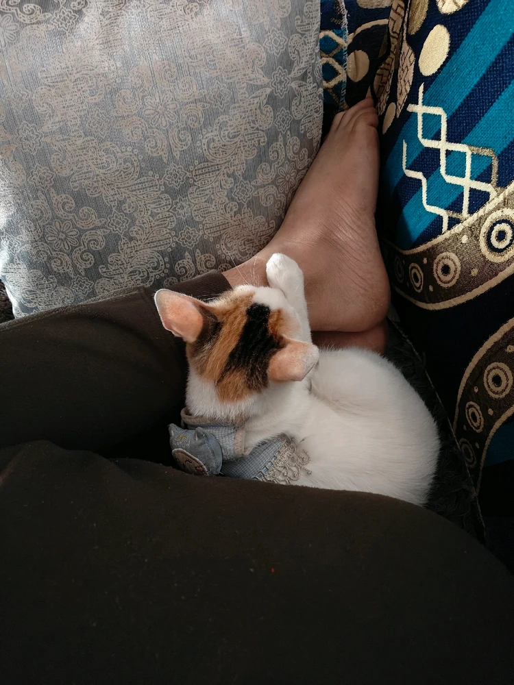 GIF uploaded by Sharp