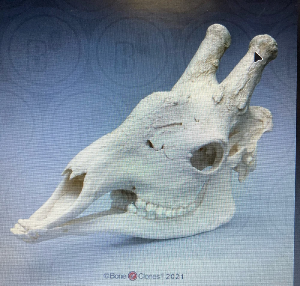 Zdjęcie dodane przez Czarna_Kosmitka