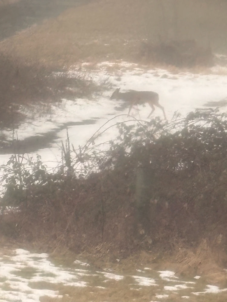 Image uploaded by 🌙✨ℳℯ𝓁𝒶𝓃𝒾𝓆𝓊ℯ✨🌙