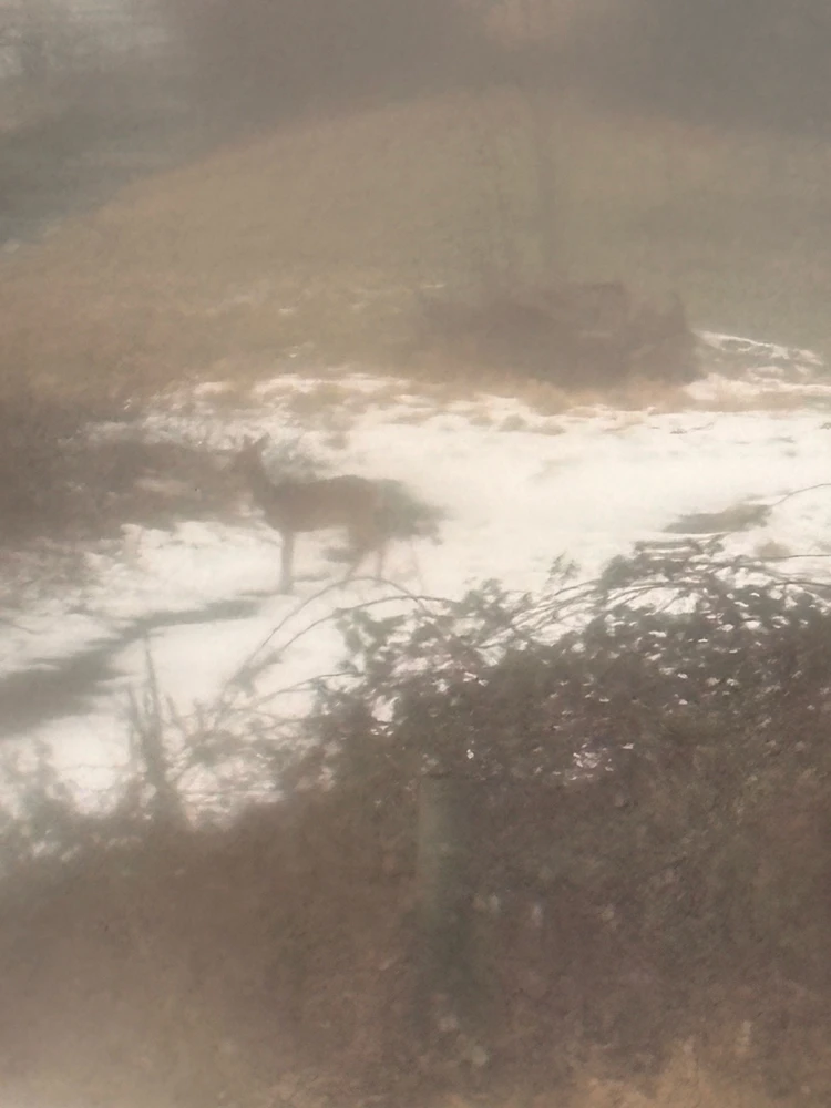 Image uploaded by 🌙✨ℳℯ𝓁𝒶𝓃𝒾𝓆𝓊ℯ✨🌙