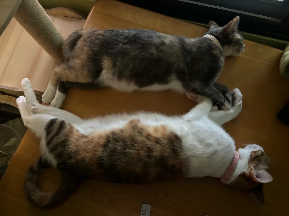 GIF uploaded by Pat♡