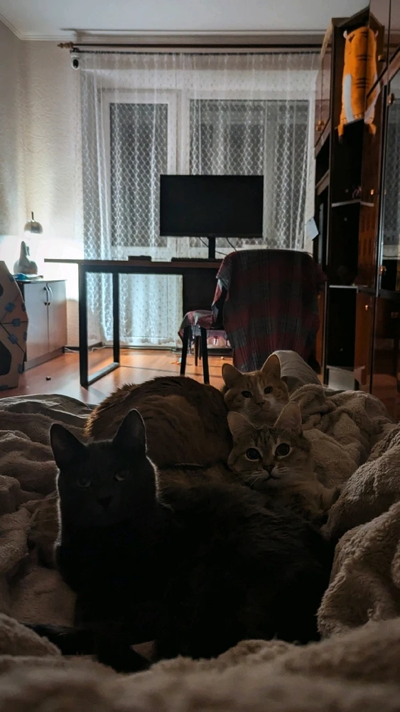 Гіфку завантажив Ed