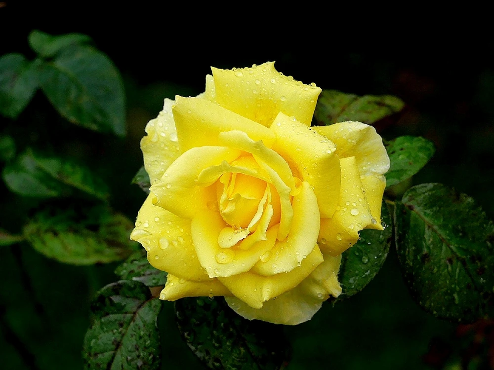 GIF ajouté par Playerone76