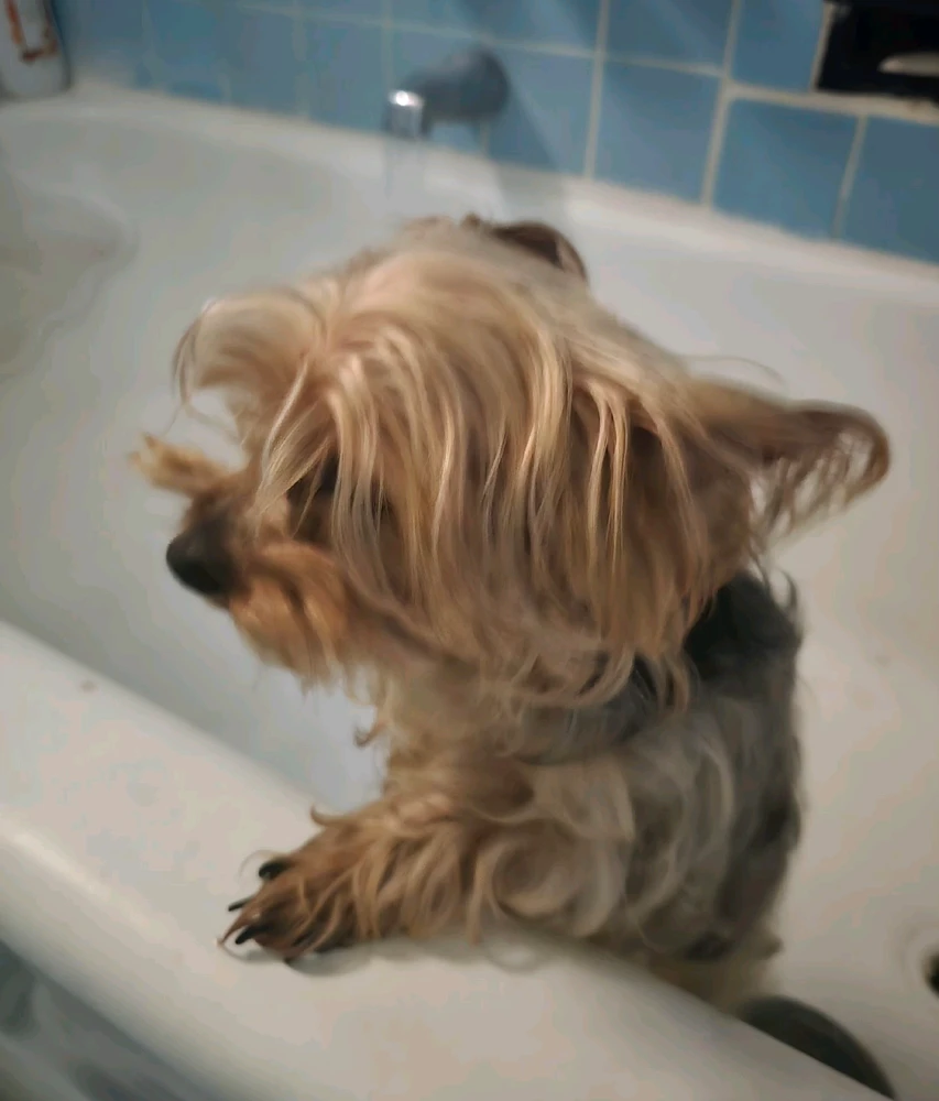 Image uploaded by 《🌹.::Lenöré::.🌹》