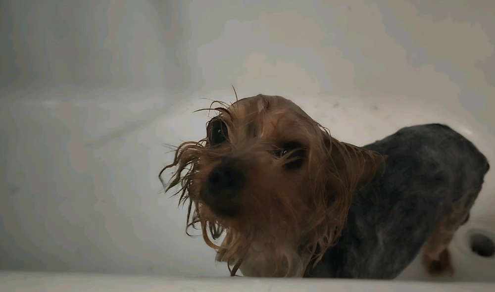 Image uploaded by 《🌹.::Lenöré::.🌹》