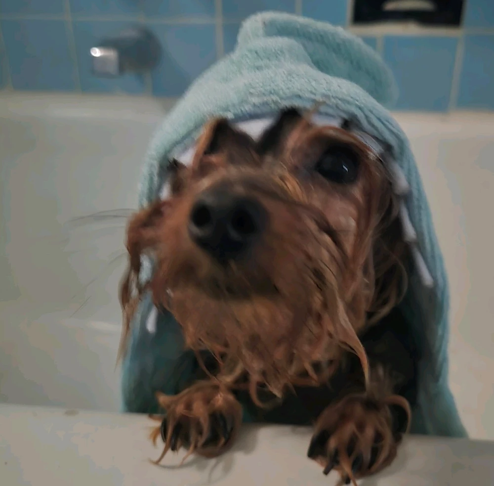 Image uploaded by 《🌹.::Lenöré::.🌹》