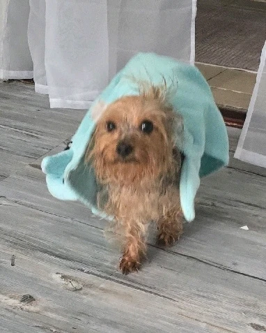 Image uploaded by 《🌹.::Lenöré::.🌹》