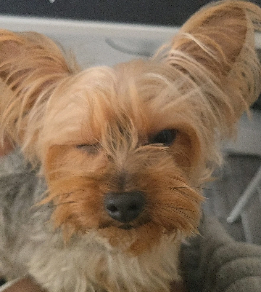 Image uploaded by 《🌹.::Lenöré::.🌹》