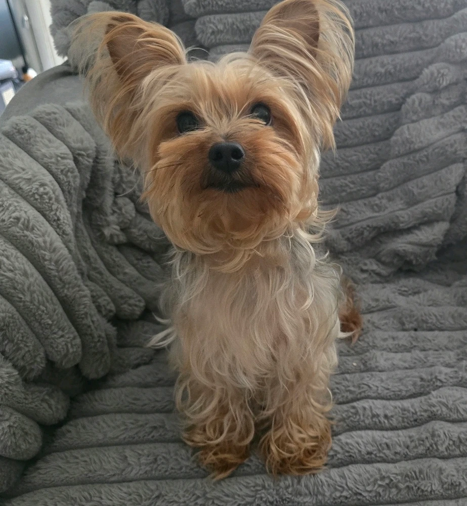 Image uploaded by 《🌹.::Lenöré::.🌹》